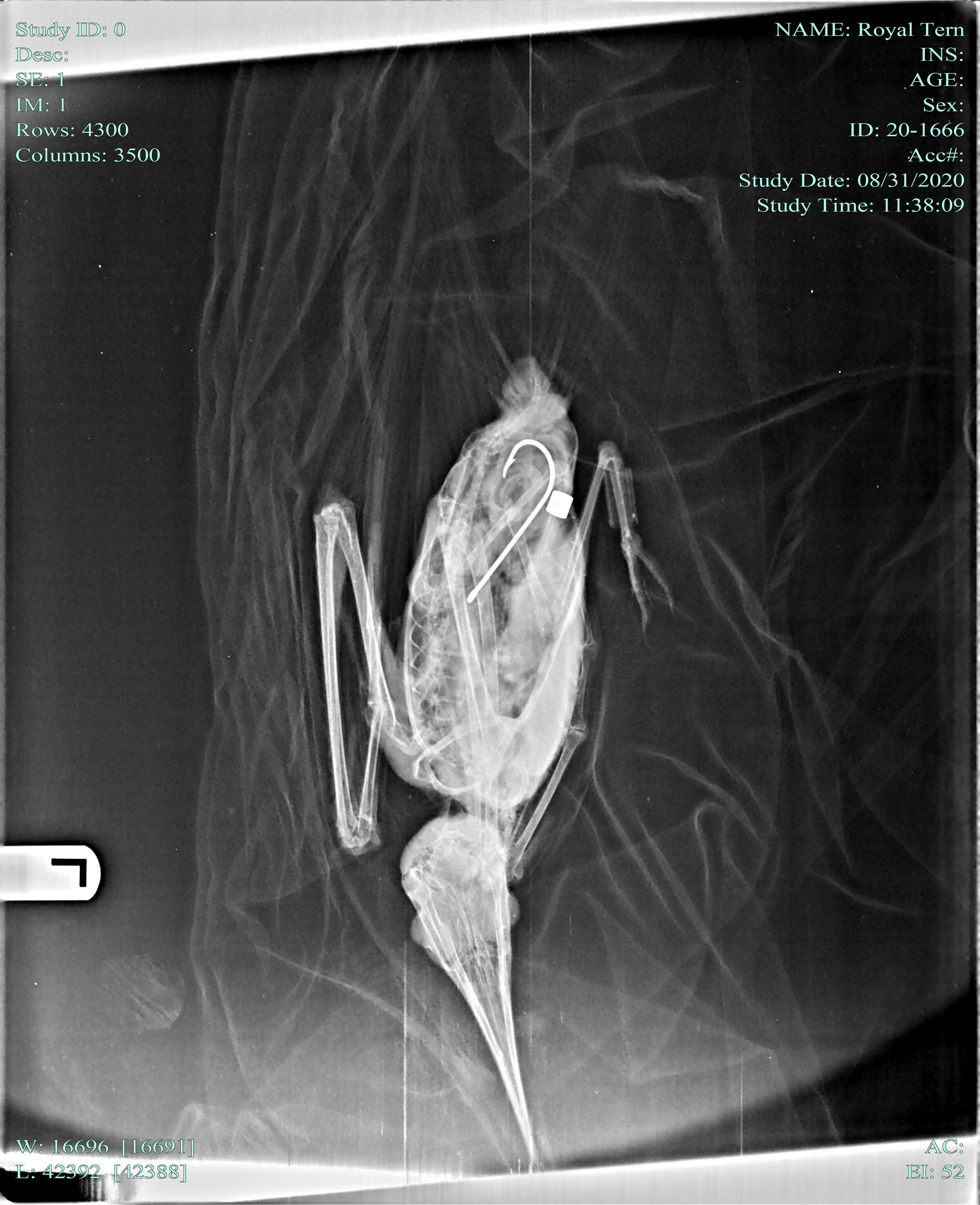 Royal tern swallowed hook