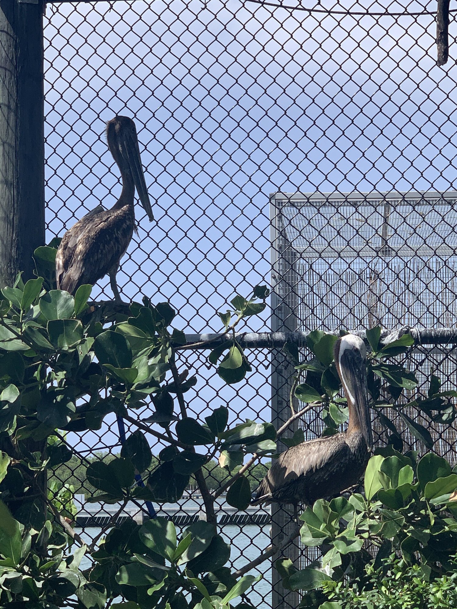 Intern — Wildlife Blog — Pelican Harbor Seabird Station