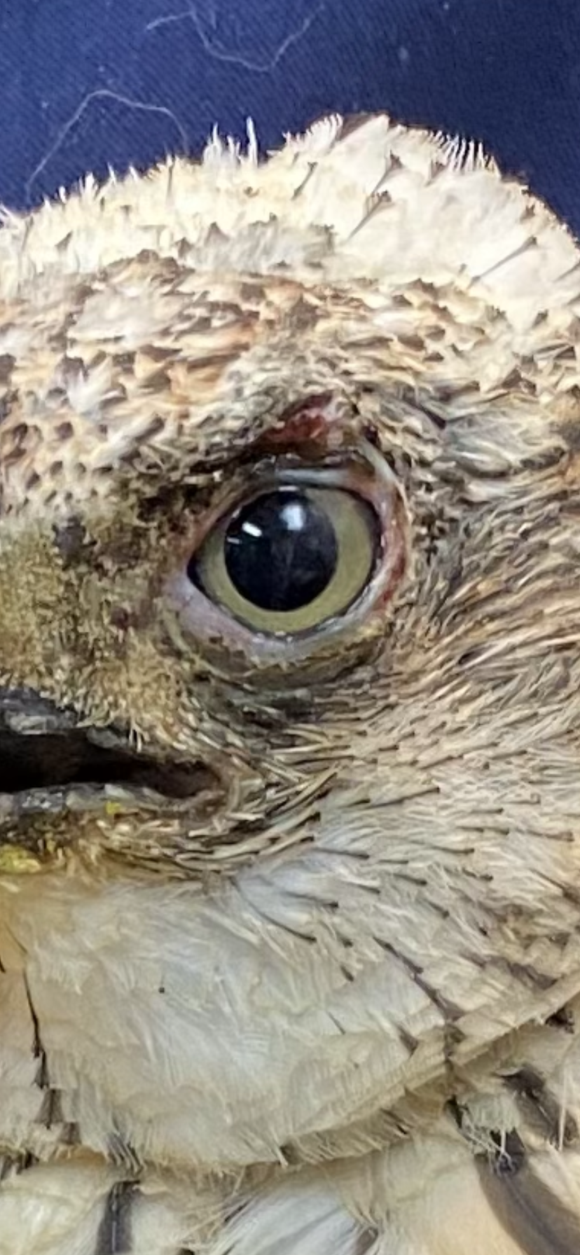The Silent Raptor Killers — Pelican Harbor Seabird Station