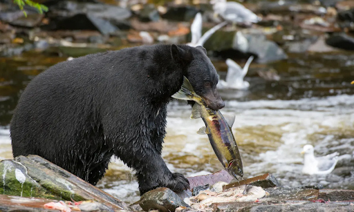  When animals lower on the food chain are affected by pollutants such as nenonics and pyrethroids, these easily make their way into affecting all animals in the food chain, including animals like this American black bear. 