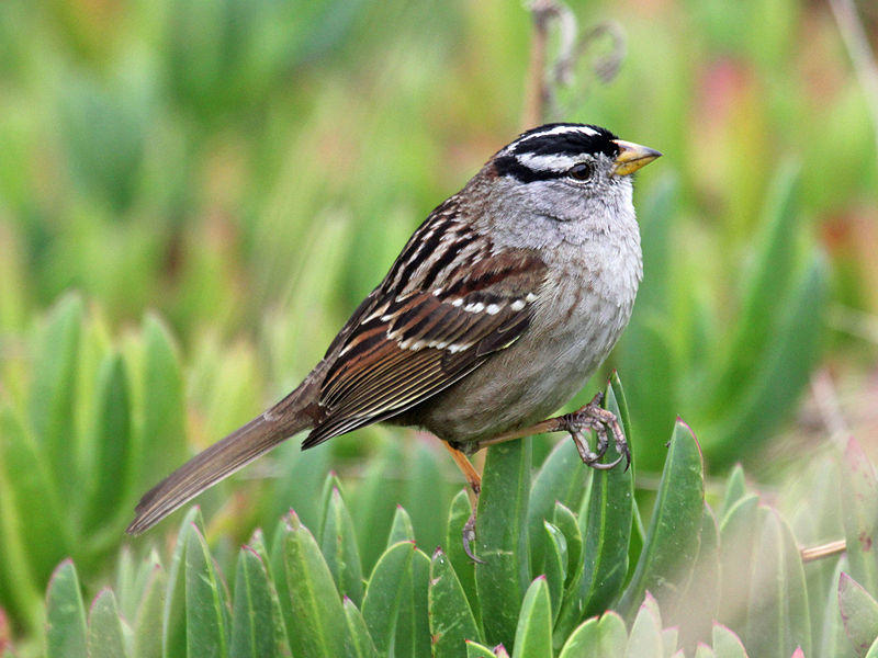  The white-crowned sparrow, whose population has suffered due to the use of neonics along its migratory routes. 