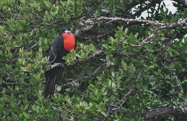 Truly magnificent! This Male Magnificent Frigate Bird will inflate his red pouch to attract females. These beautiful birds are also known as the pirates of the sky, since they are known to steal food from other birds mid flight! Join us in seeing thi