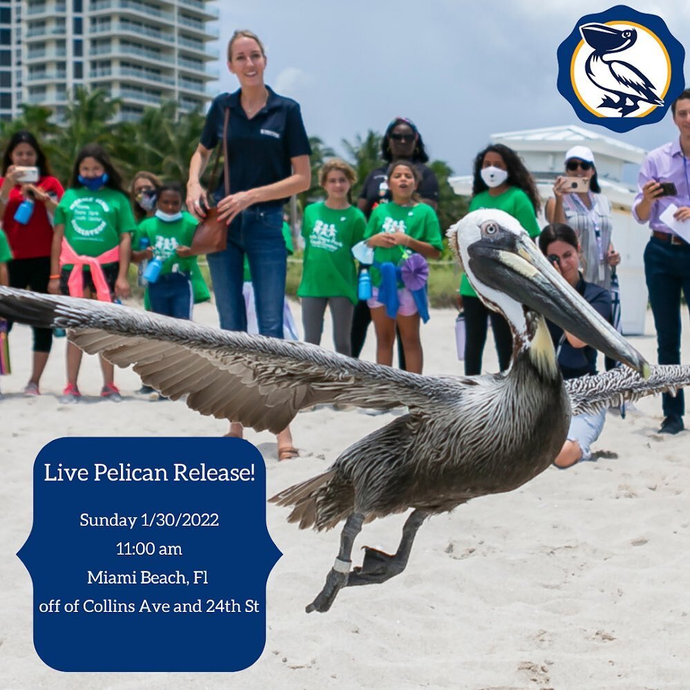 Join us this Sunday in releasing two Brown Pelicans back into their natural habitat! The release will take place at 11:00am on Sunday January 30th in Miami Beach off of Collins avenue and 24th st. For any questions about this event please reach out t