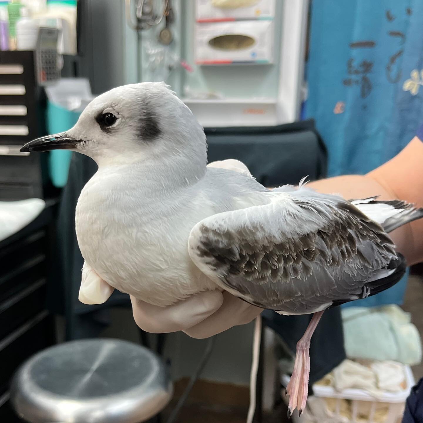 A rare admission!! Can anyone guess what species this little gull is? 
.
Fun Fact: We have only treated 7 of these birds in the past 42 years!