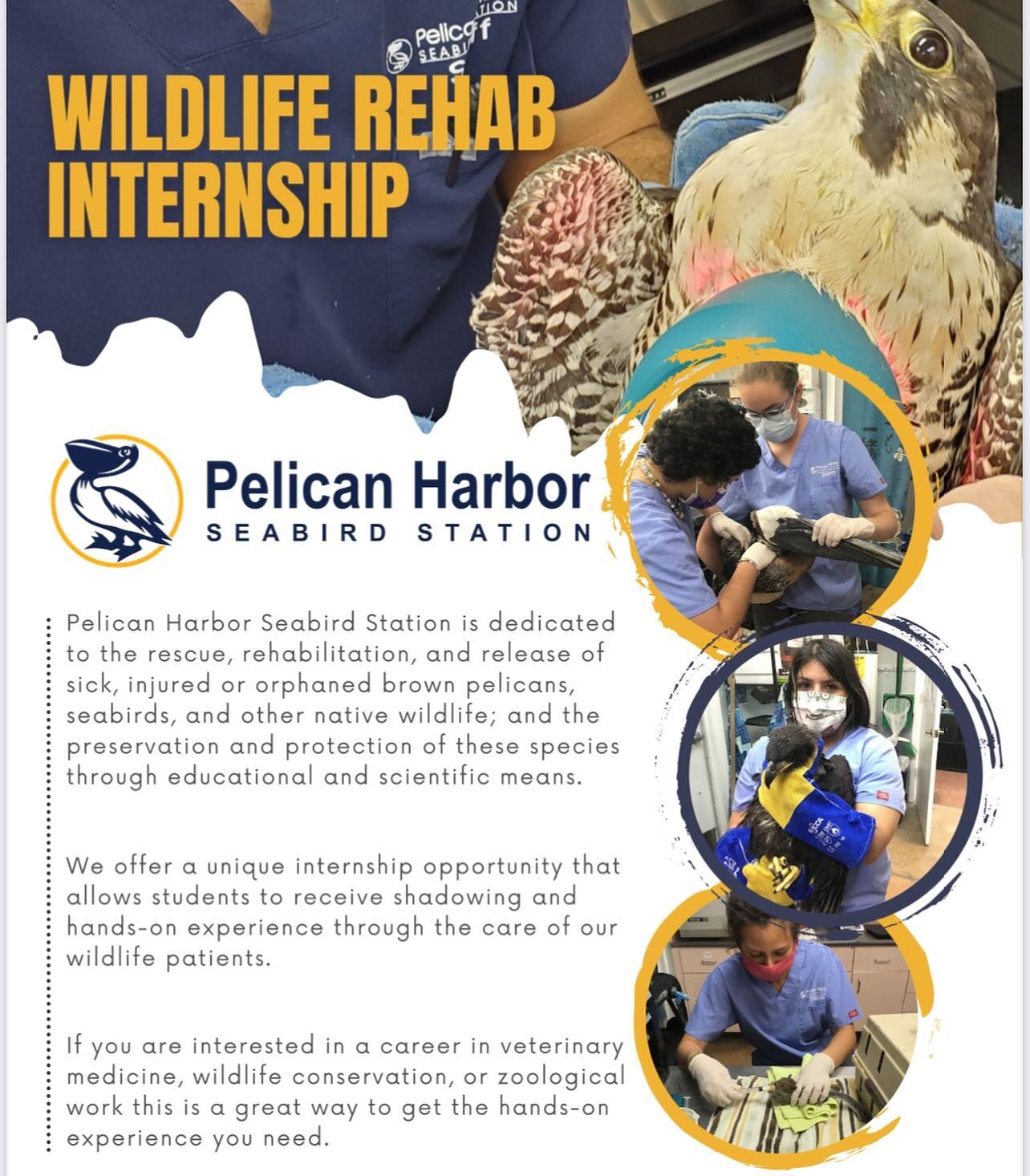 Our Valuable Vultures — Pelican Harbor Seabird Station