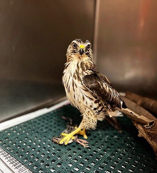 Patient Highlight! This boisterous broad winged hawk patient number 21-2079, came into us from Miami Beach. He was very weak upon intake but after a month with us, supportive care and laser therapy he was ready go back into the wild and was happily r