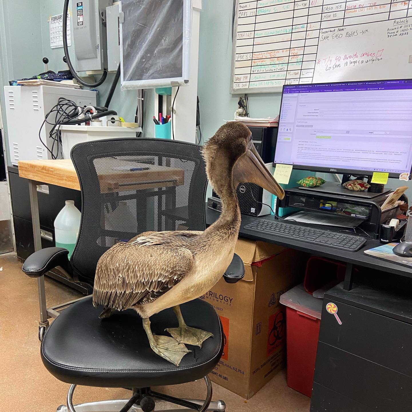 This juvenile Brown Pelican decided to check out his treatment plan while doing some &ldquo;self-PT&rdquo; around the clinic!