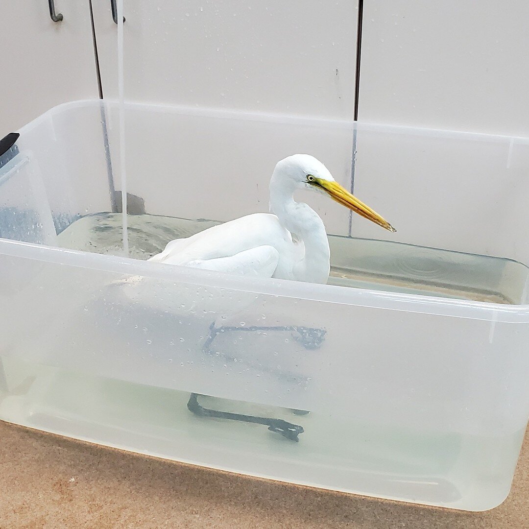 Tub time! Hydrotherapy is a very important aspect of wildlife rehabilitation, especially for our aquatic birds. This treatment allows them time to preen their feathers, takes the pressure off of their leg joints, and provides some cloacal hydration
.