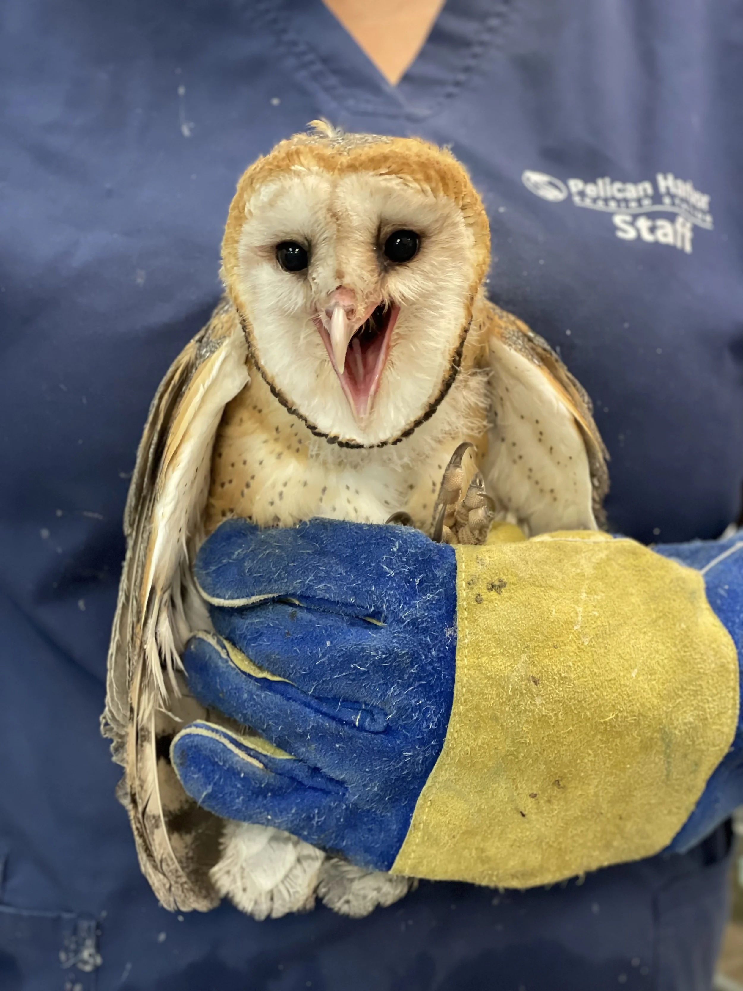 Preserving our Urban Paradise