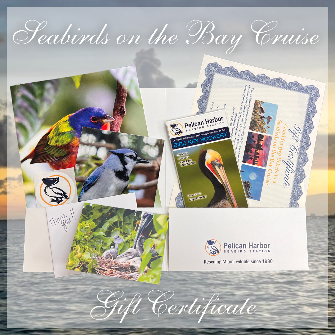 Seabirds on the Bay.png