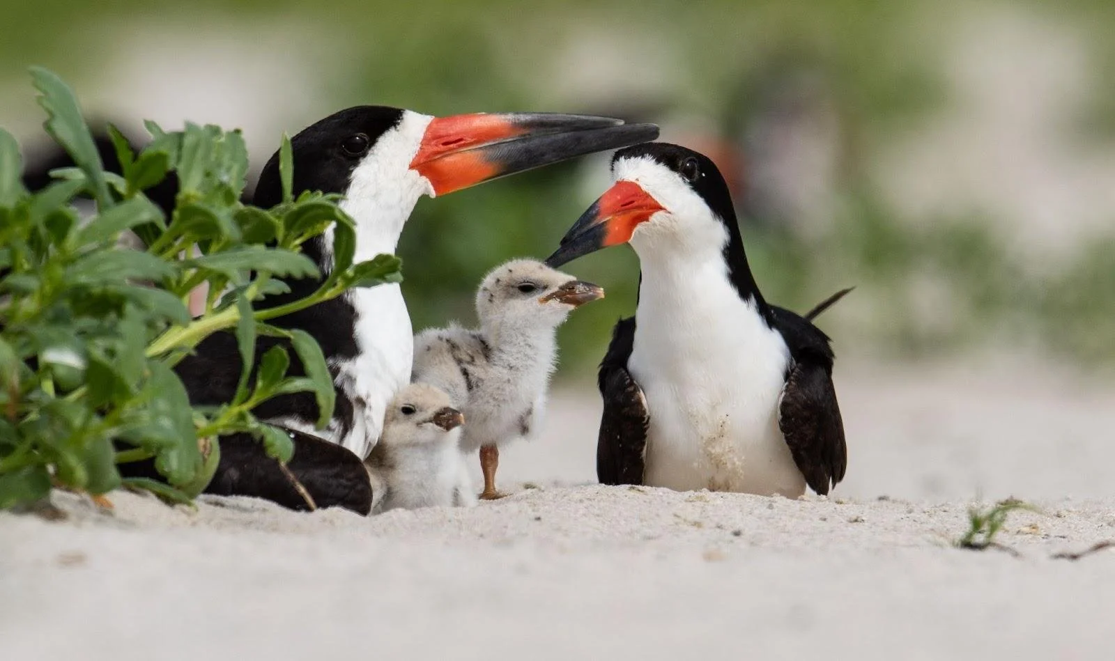 Bird Watcher's Guide to the Beautiful and Strange Birds of Florida Beaches