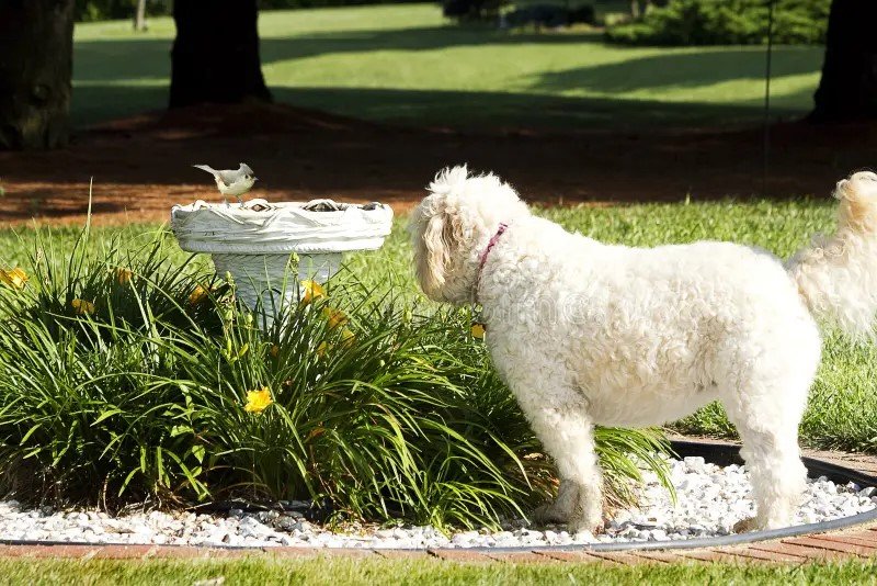 DogWatchingBirdbath.jpg