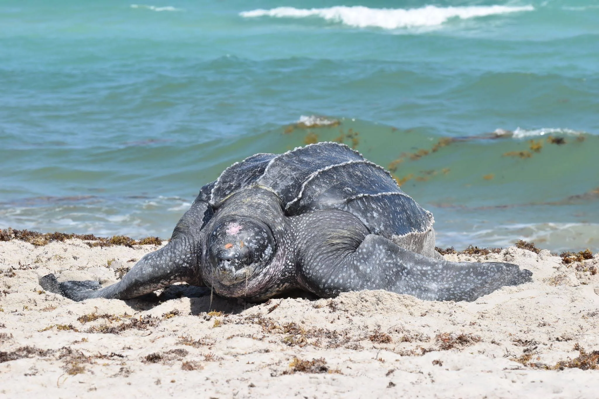 All About Sea Turtles with Emily Bernfeld