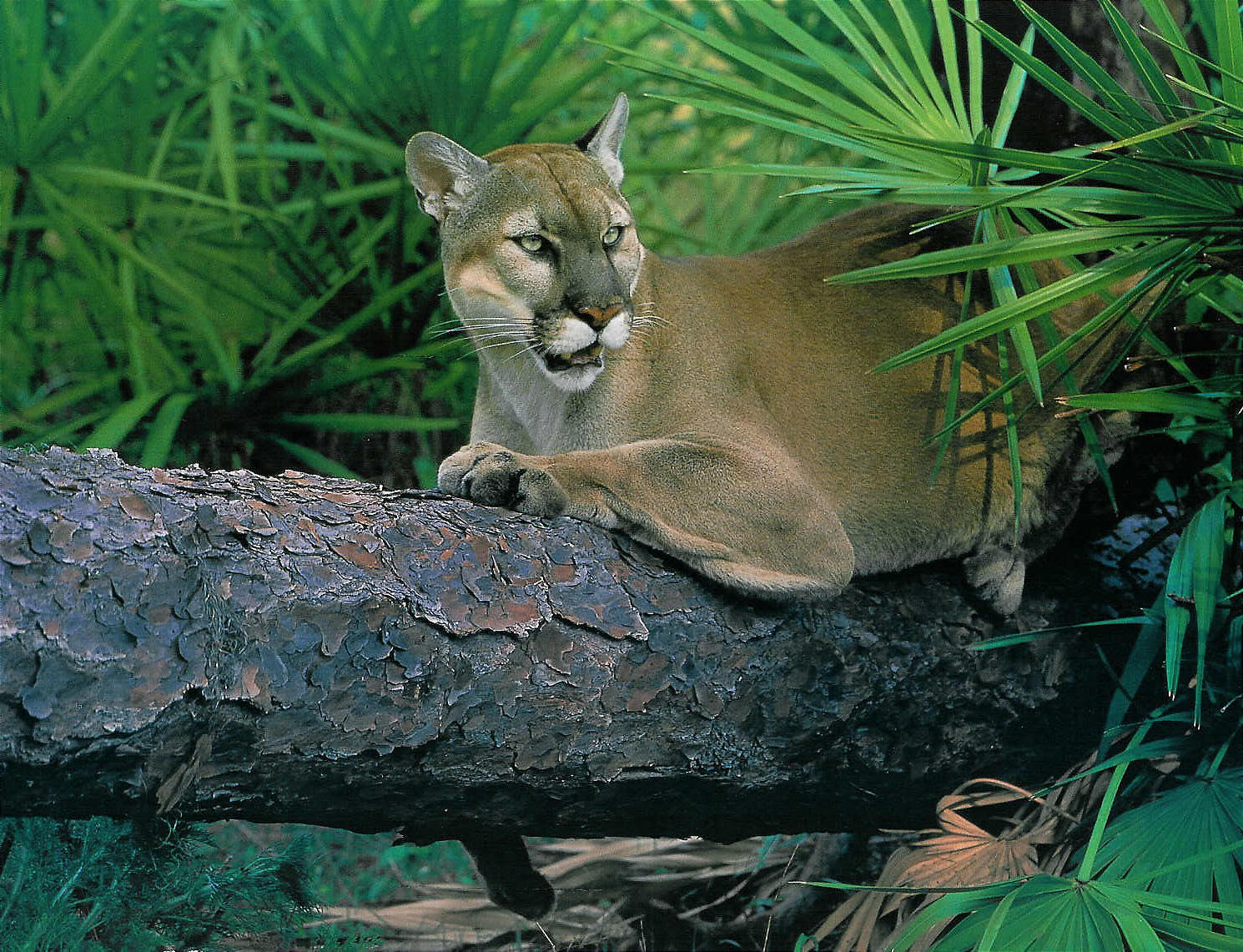 Capturing Florida Panthers, A Tree Climber's Perspective with Dennis J. Giardina