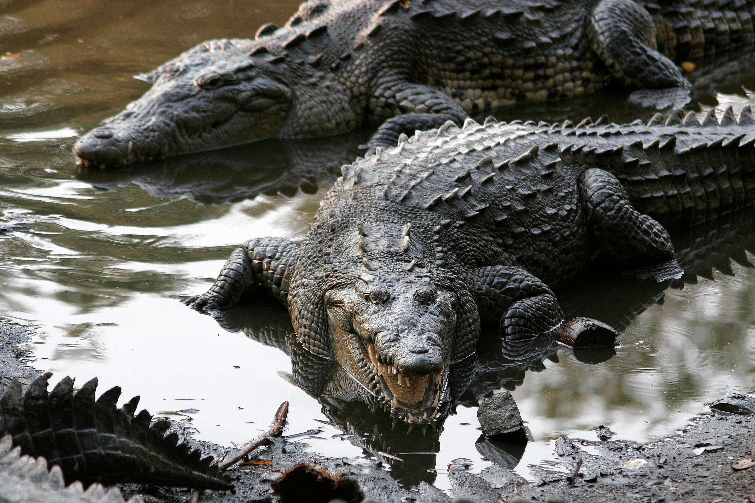 American Crocodiles at Turkey Point with Mike Lloret