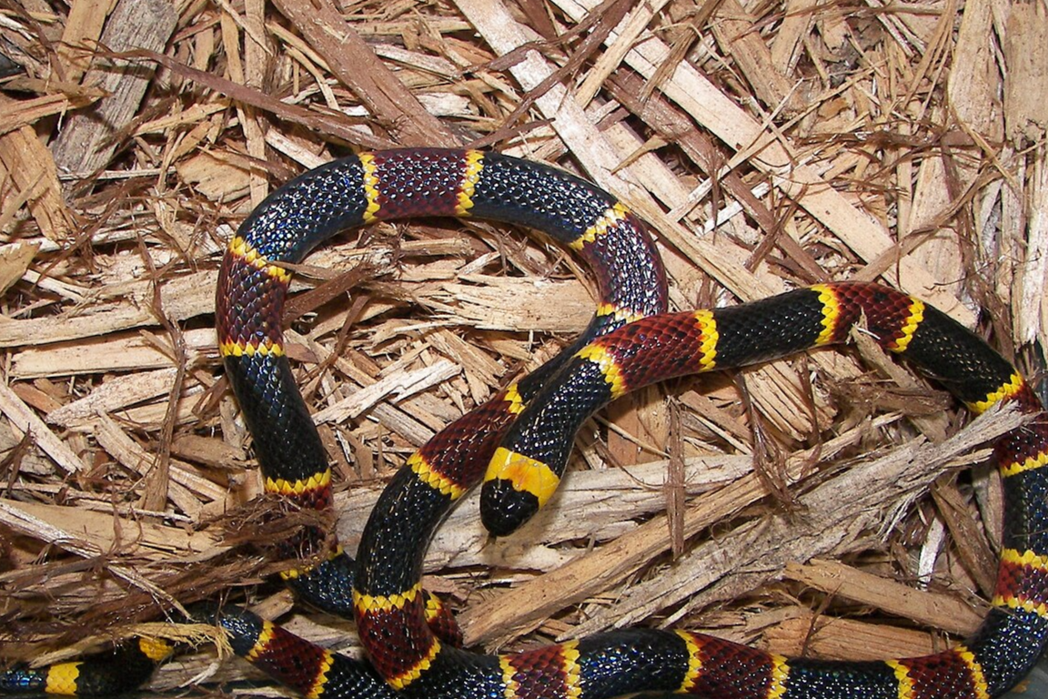 Florida's 5 Venomous Snakes with Troy Mckalla & Dr. Ray "Cobraman" Hunter