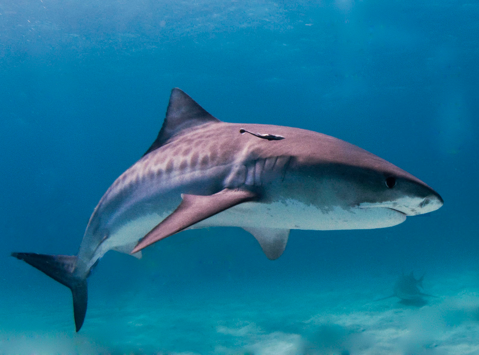 Shark Research at University of Miami with Dr. Catherine Macdonald