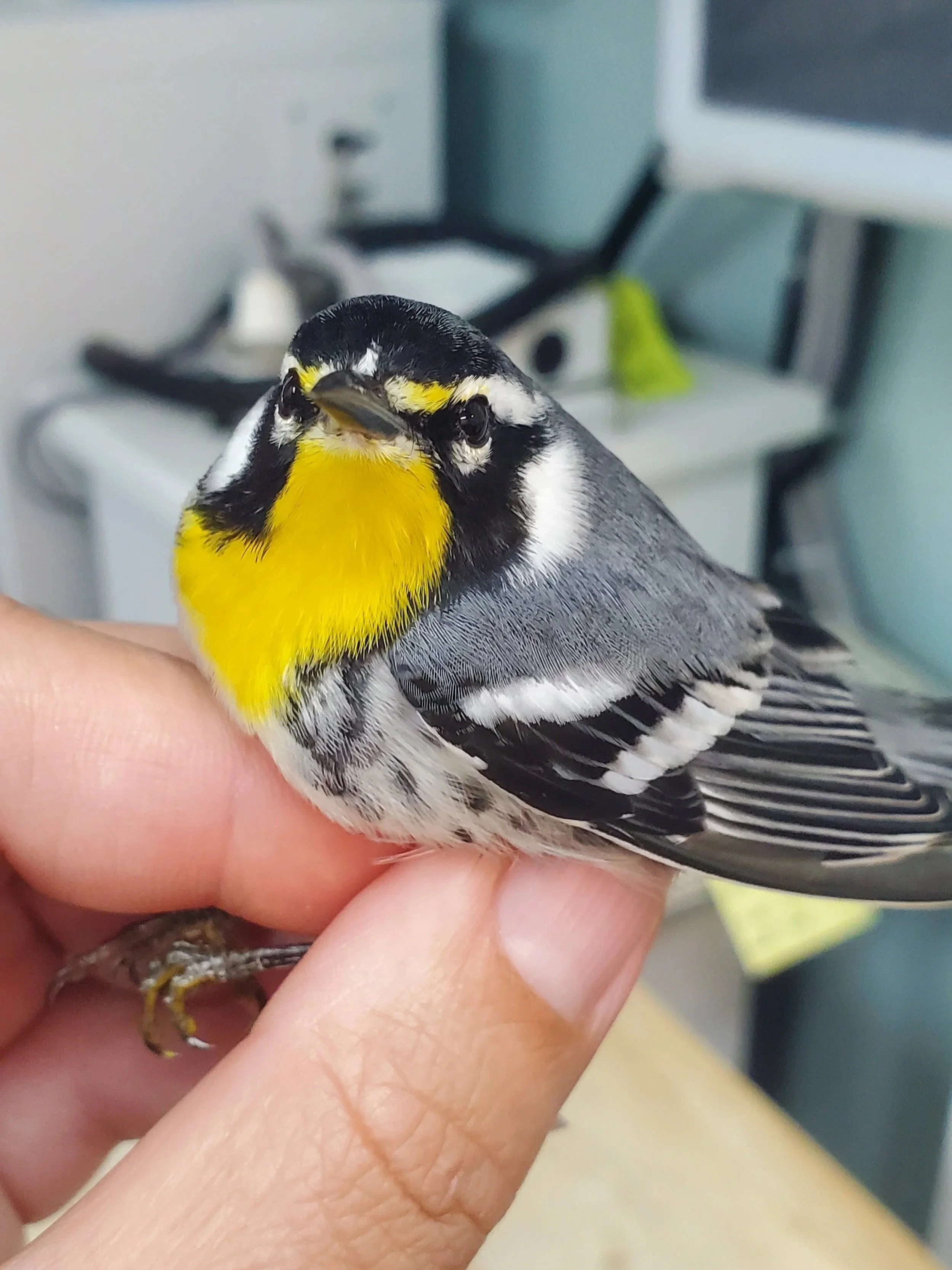 Songbird Migration Highlights with Michelle Davis