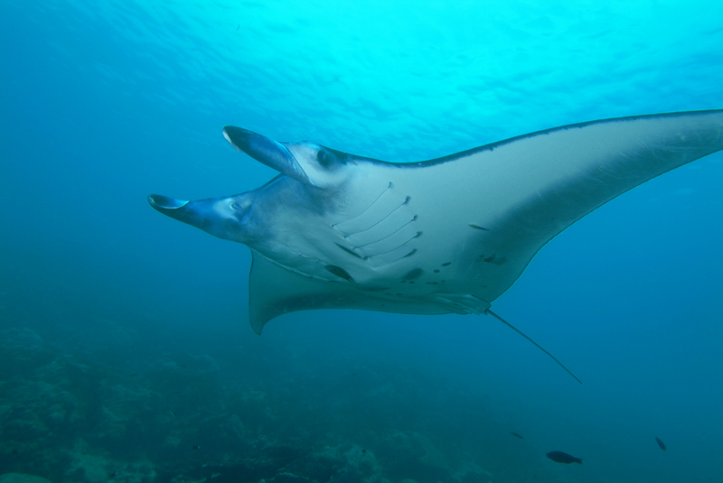The Mysterious Manta Rays of Florida with Jessica Pate