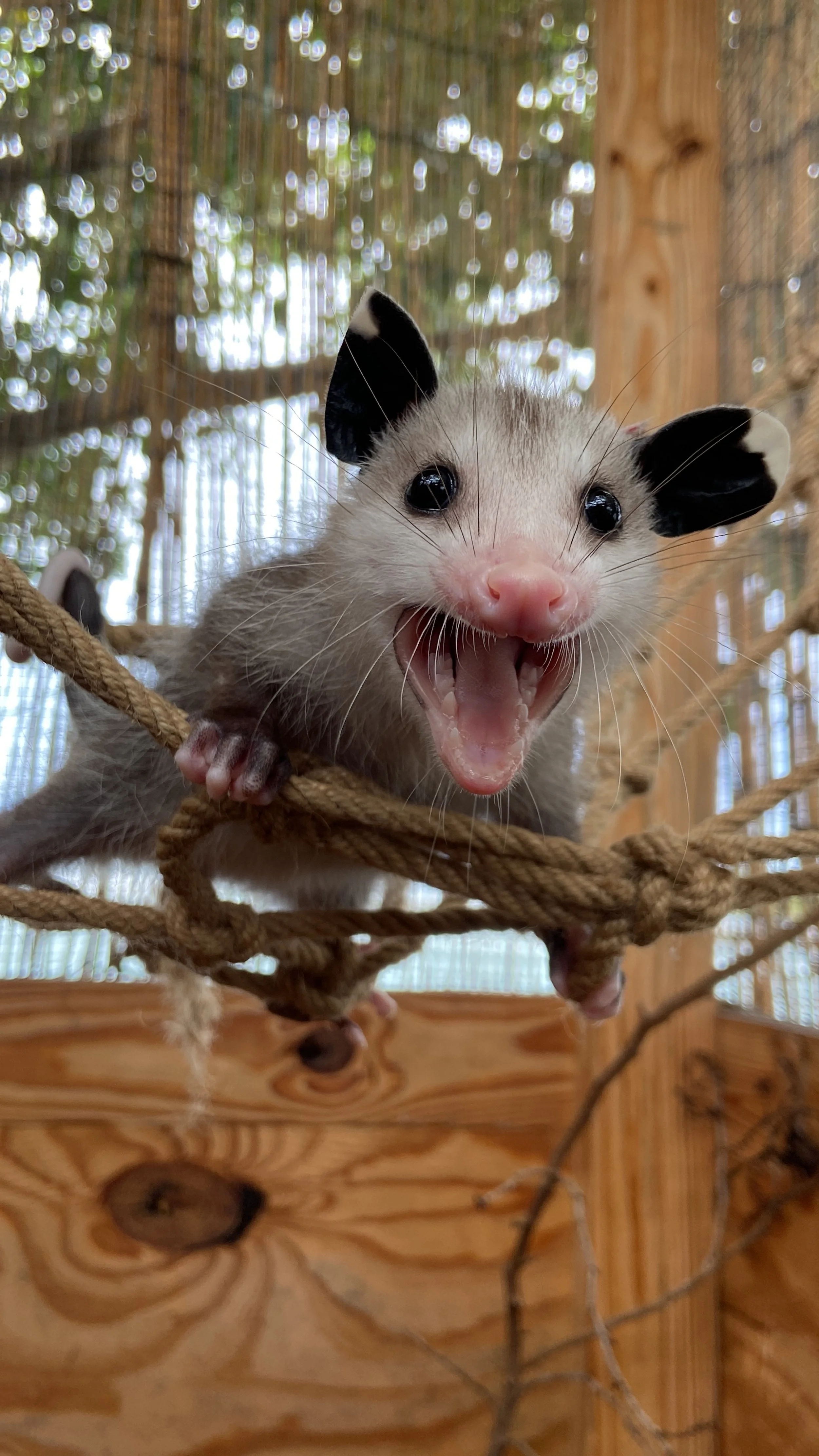 The Importance of Patient Enrichment with Tori Fields