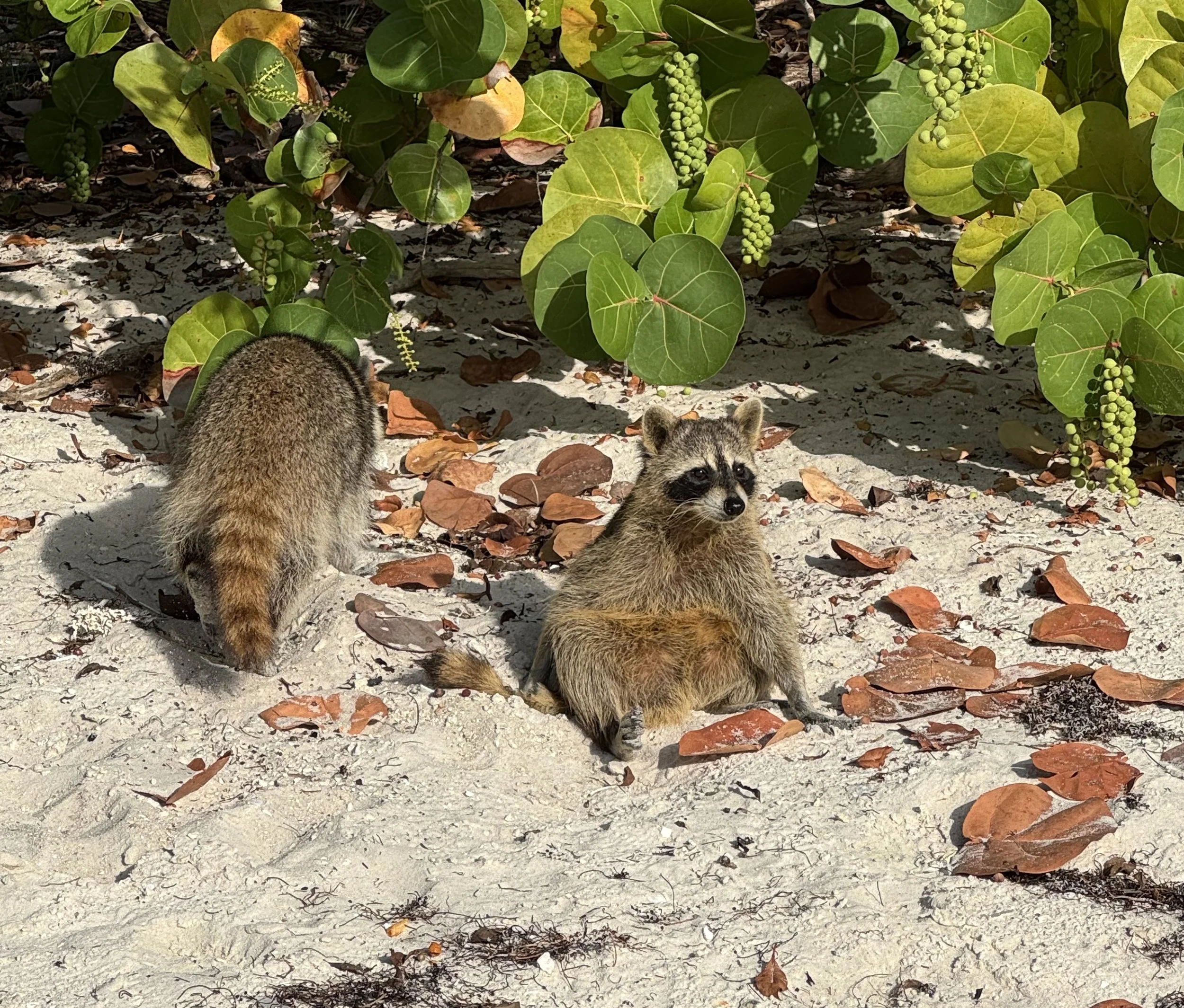 Zoonotic Diseases of Wildlife with Dr. Linda Gregard