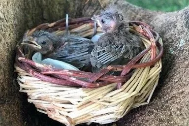 Re-nesting Wildlife with Julie D’Errico