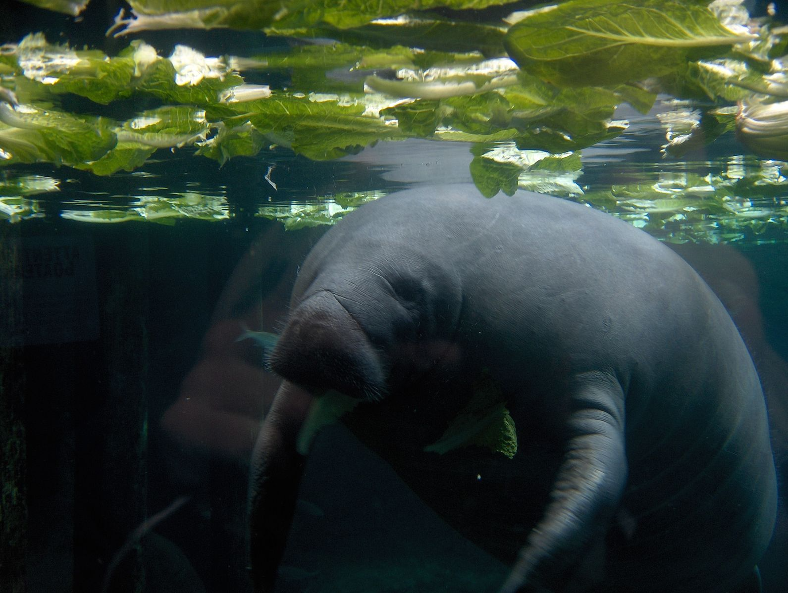 Vocal Behavior of Manatees with Dr. Beth Brady