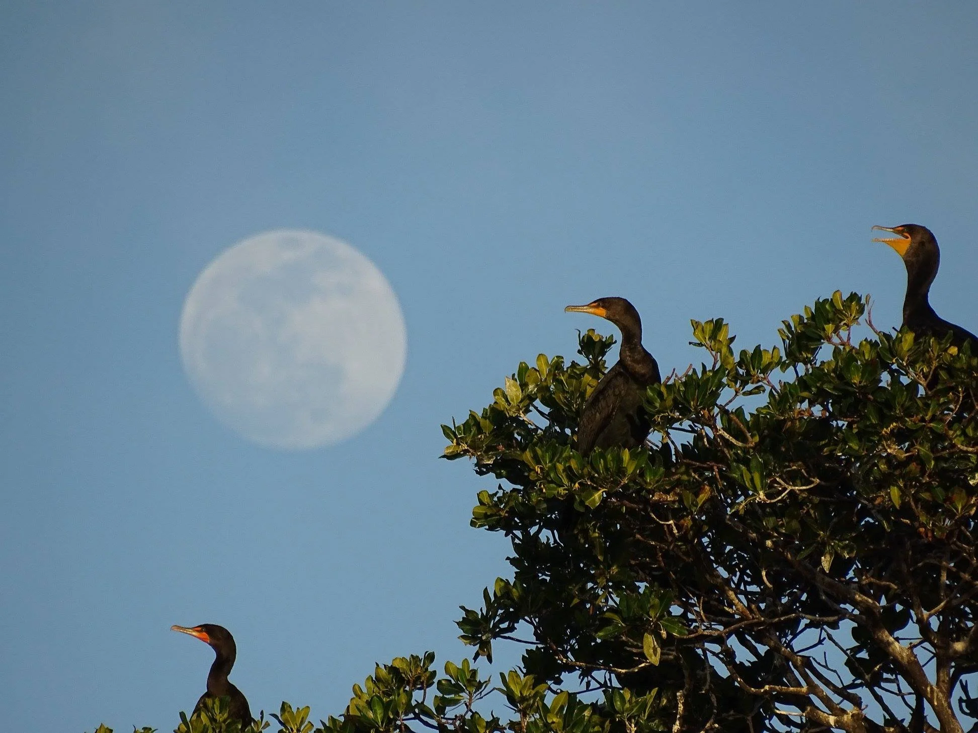 Mar 29th Full "Pink" Moon Sunset Cruise