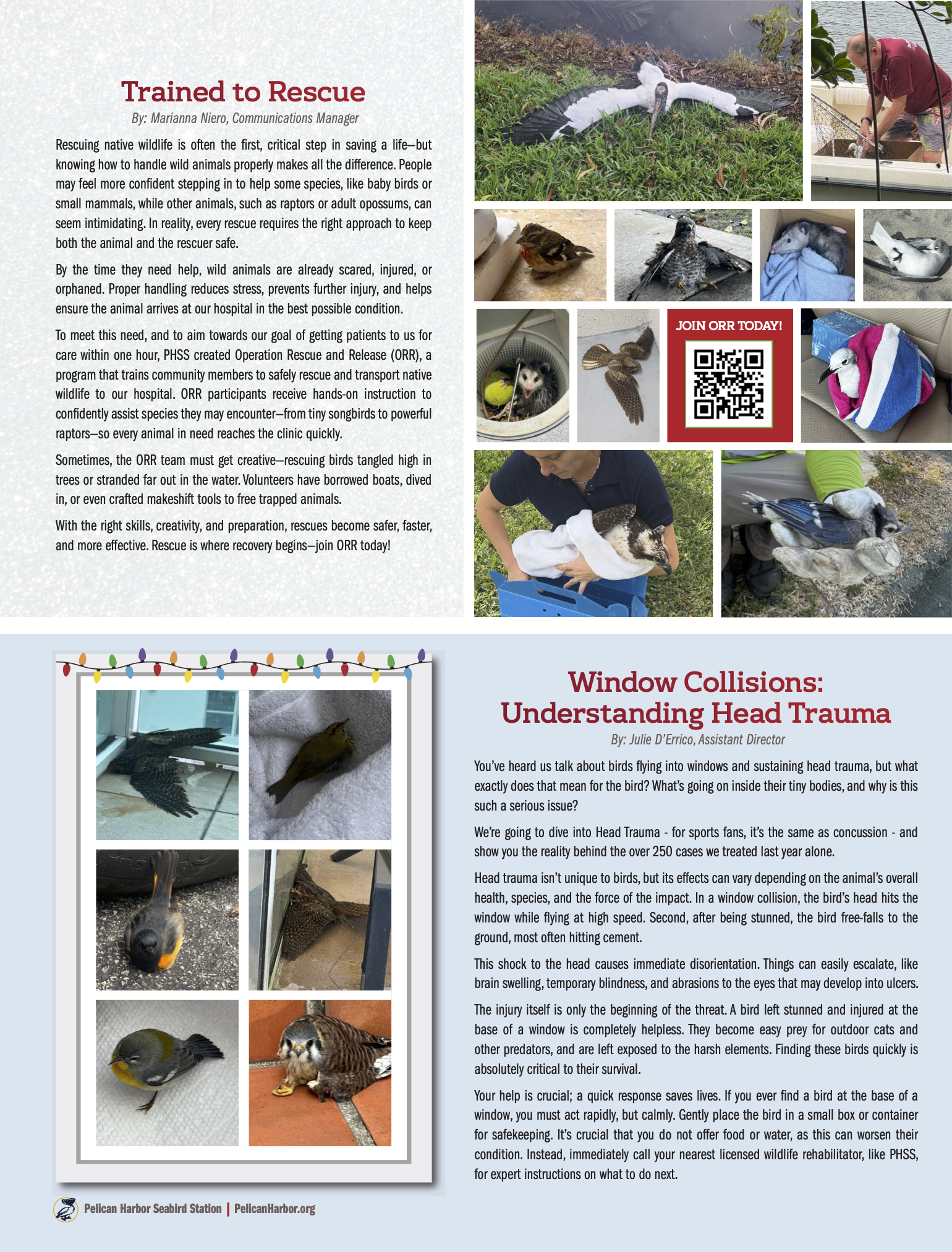 Vertical Page 3 D3-PHSS_Pelican Talk_Winter 2025.png