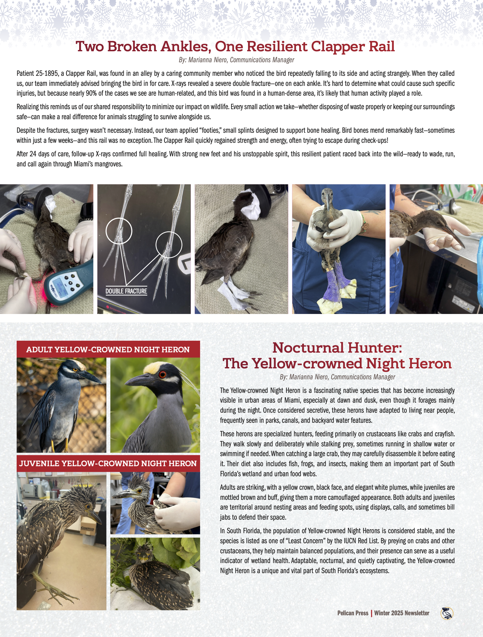Vertical Page 4 D3-PHSS_Pelican Talk_Winter 2025.png