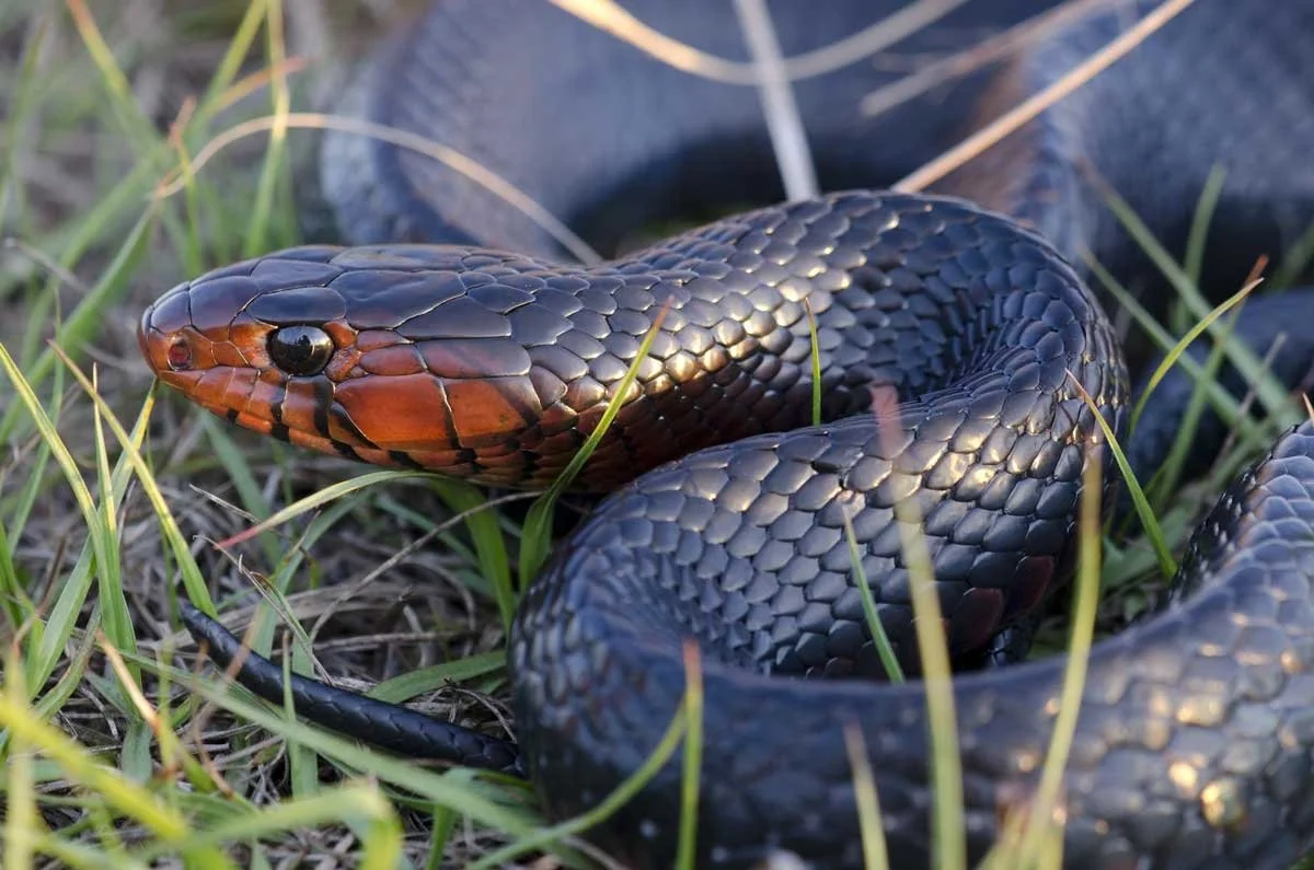 Shells, Scutes, and Scales: Florida’s Native Reptiles