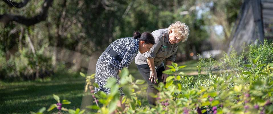 The Native Plant Network - Planting It Back, One Yard At A Time (with Andrea Miro)