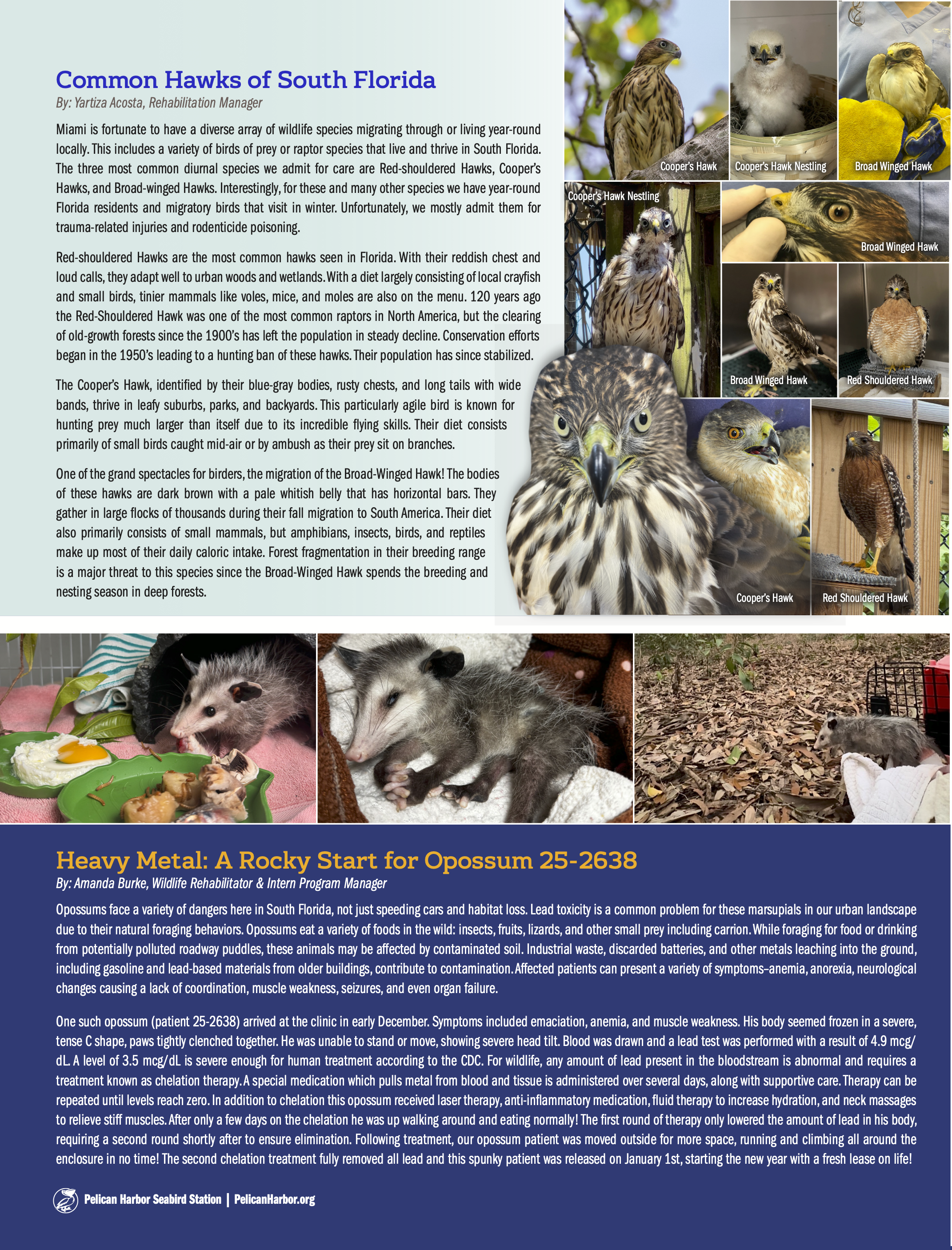 PHSS_Pelican Talk_Spring_2026_D4_P3.png