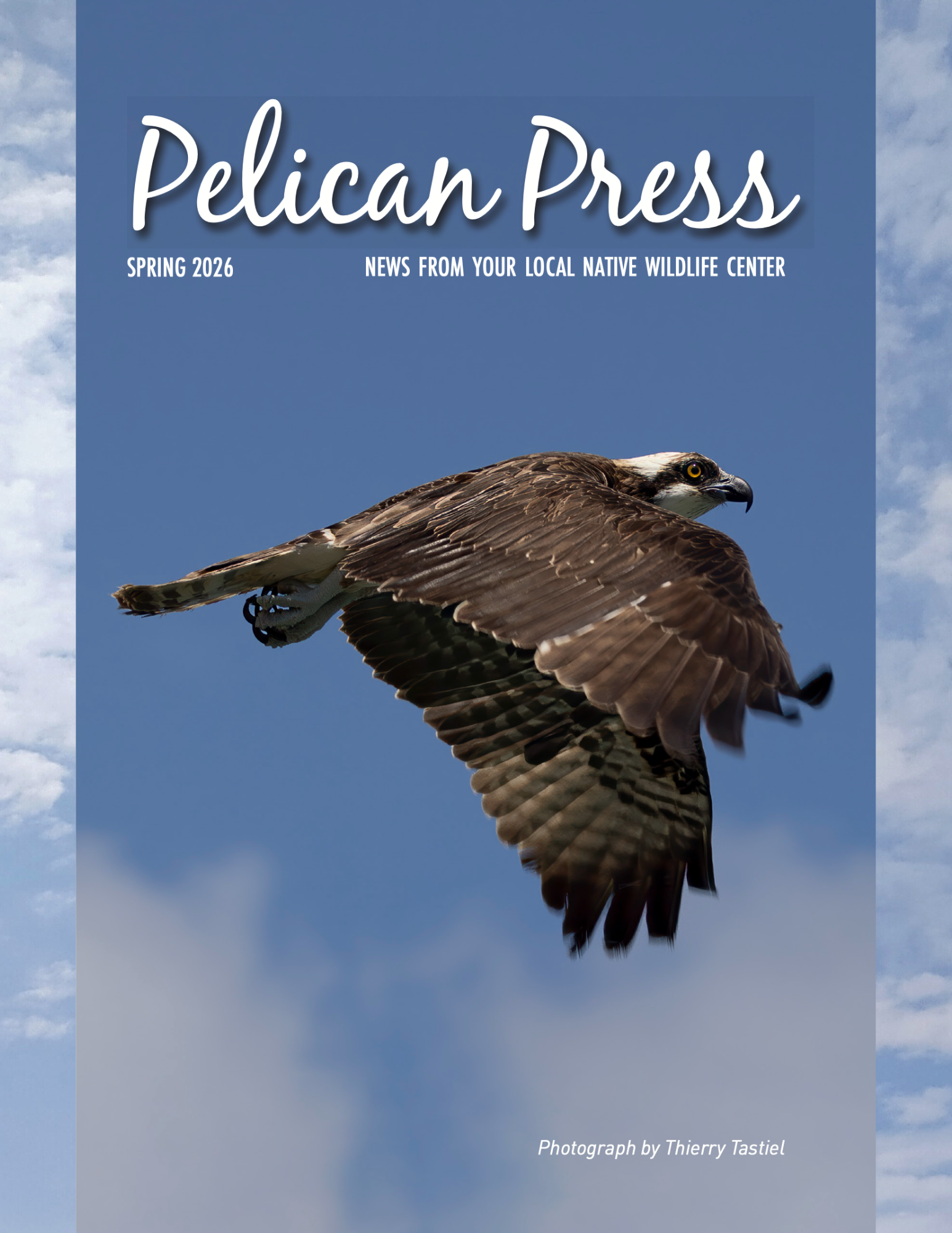 PHSS_Pelican Talk_Spring_2026_D4_WebCoverImg.png