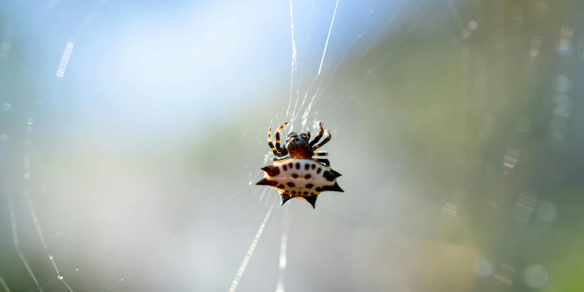 Insect Conservation by UM ECO Agency