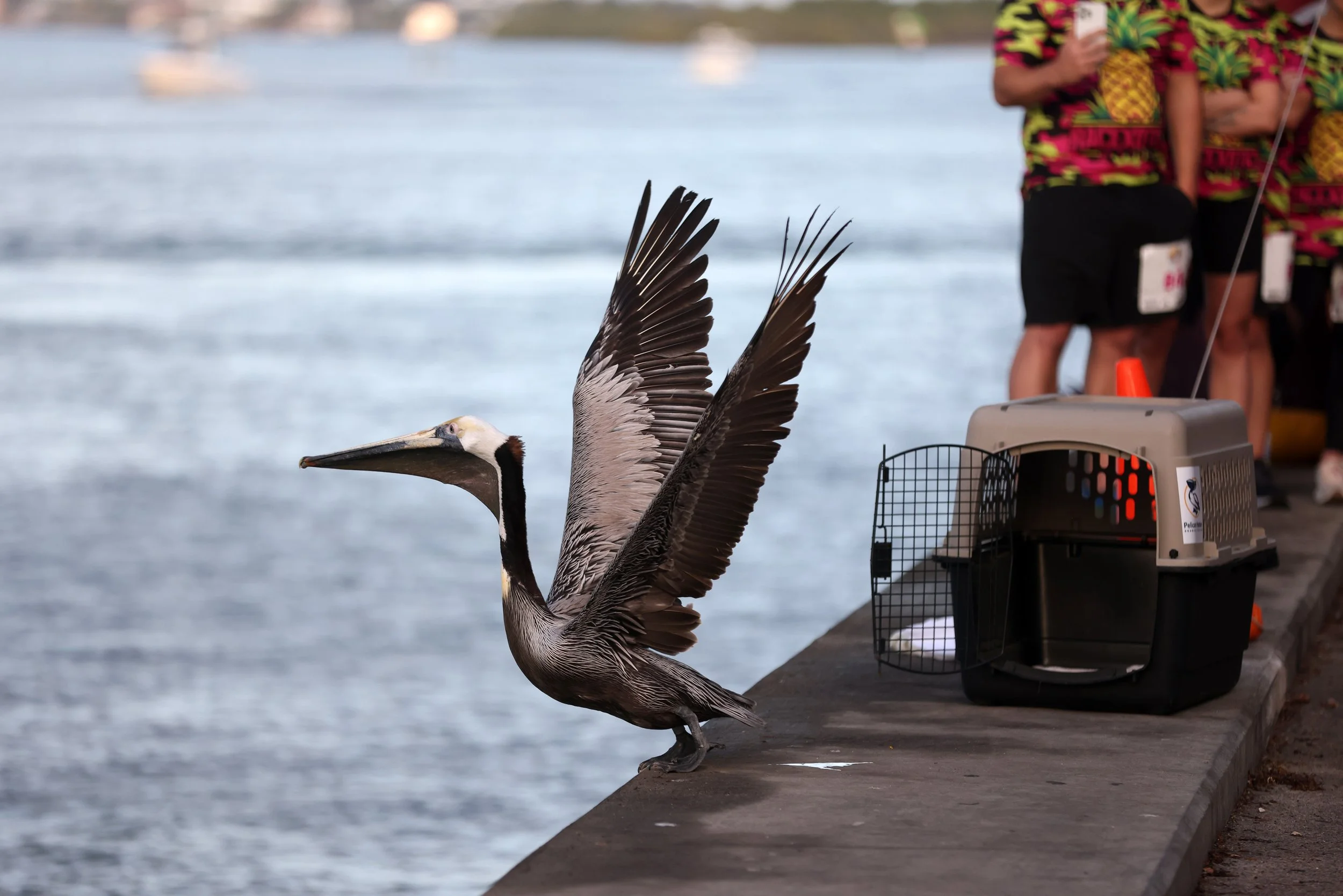 Pelican_Run_BRPE_Release (1).jpg