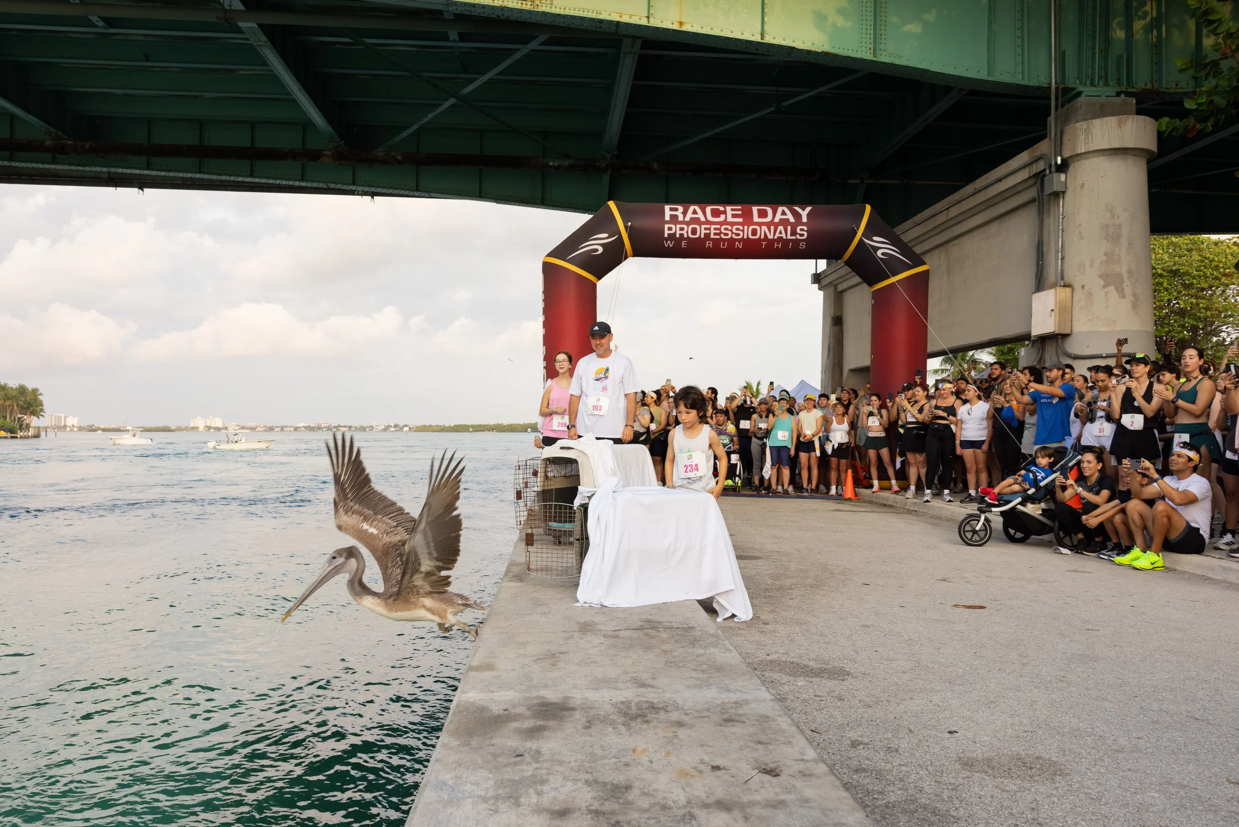 pelican_run-58.jpg
