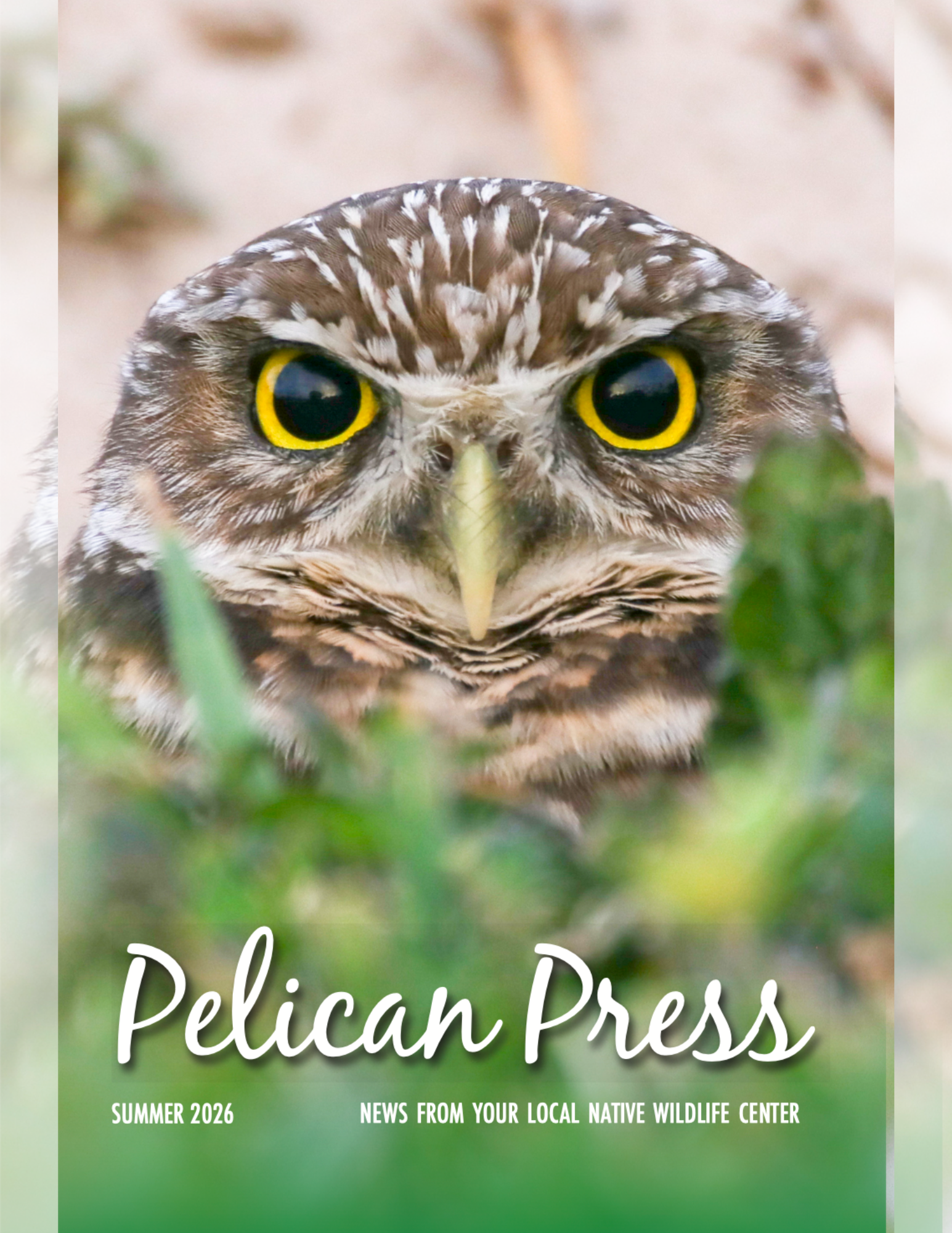 newsletter covers for website.png