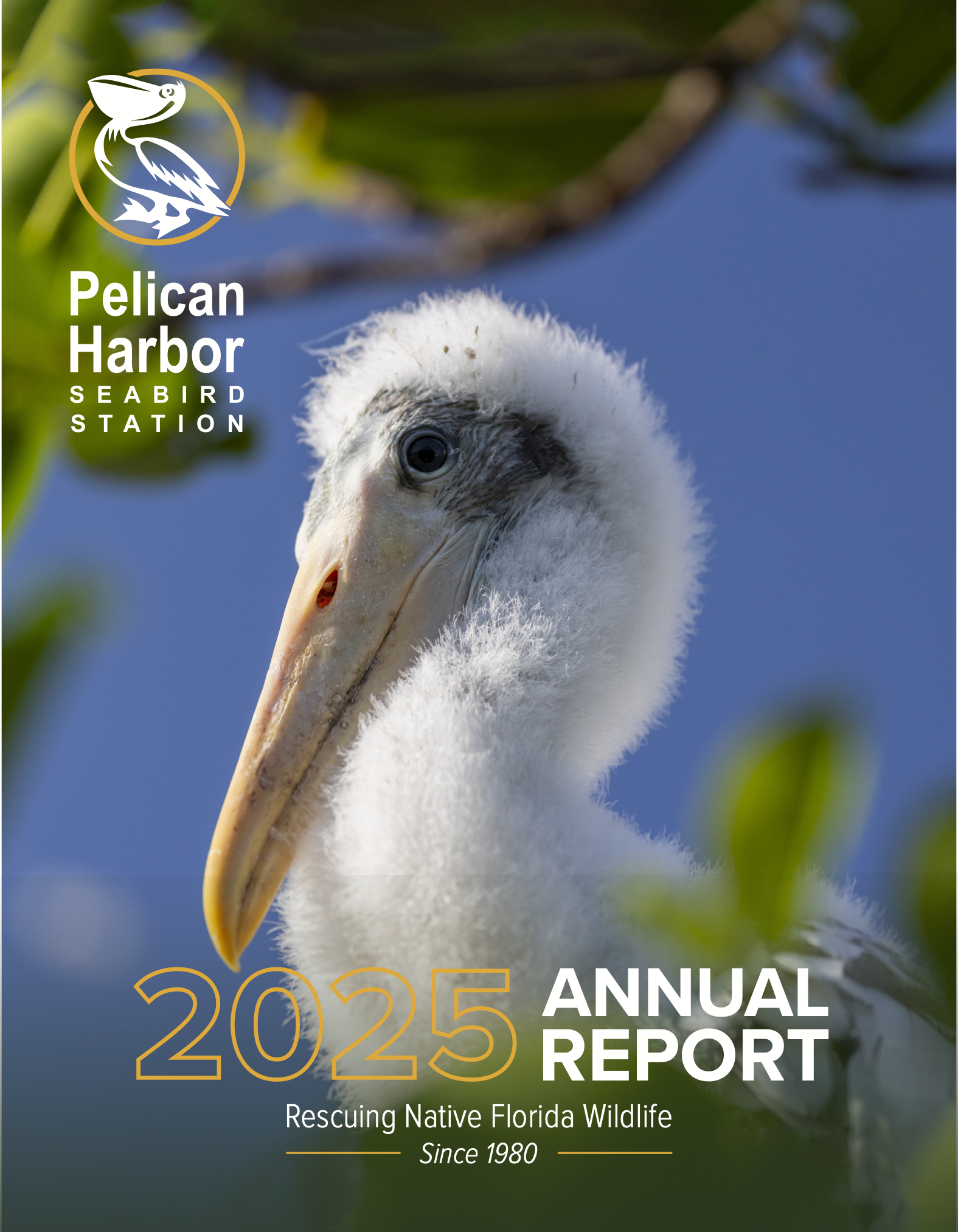 2025 Annual Report_Cover.png