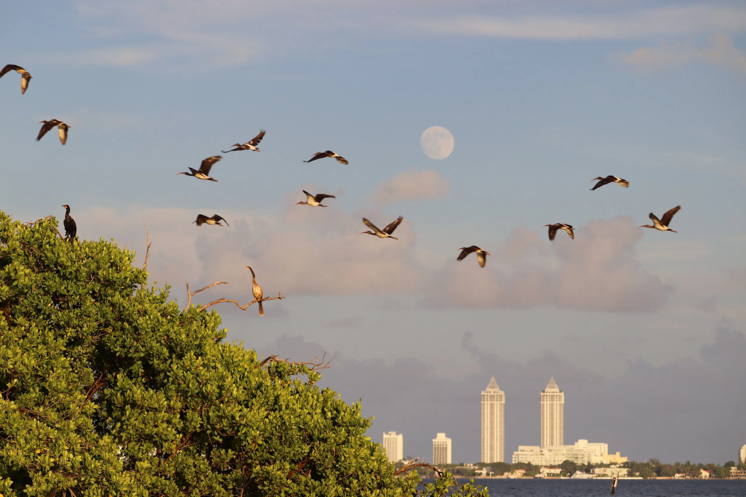 October 9th Tropical Audubon Society Sunset Cruise