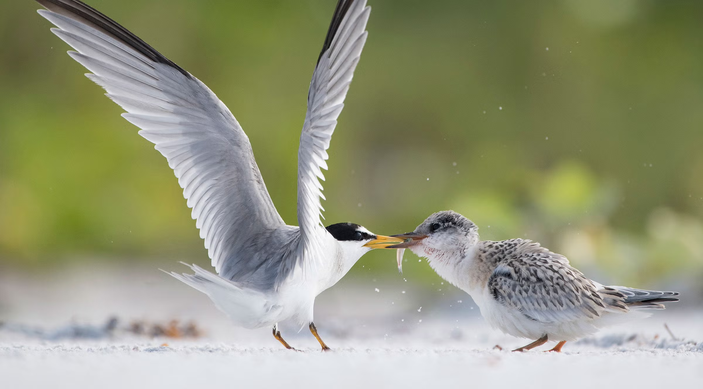 The Return Of The Tern with Ann Wiley