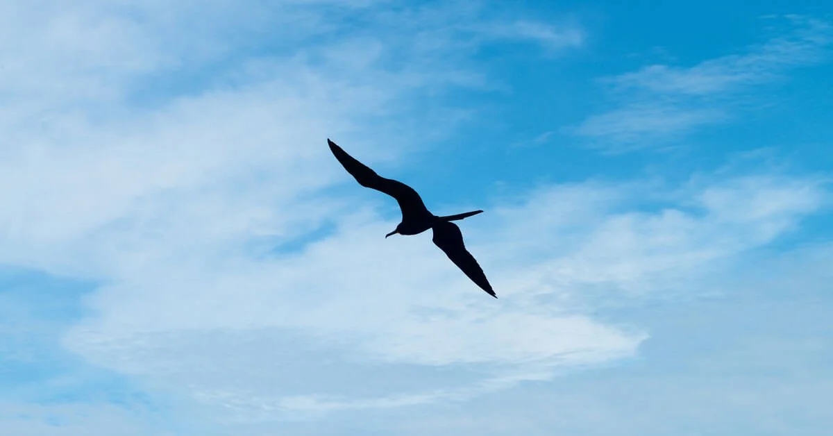 Birding 101 with DJ Mlodozeniec of Tropical Audubon