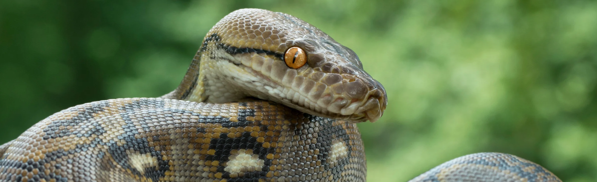 Meet the Croc Doc: Managing Invasive Crocodilians with Eric Suarez