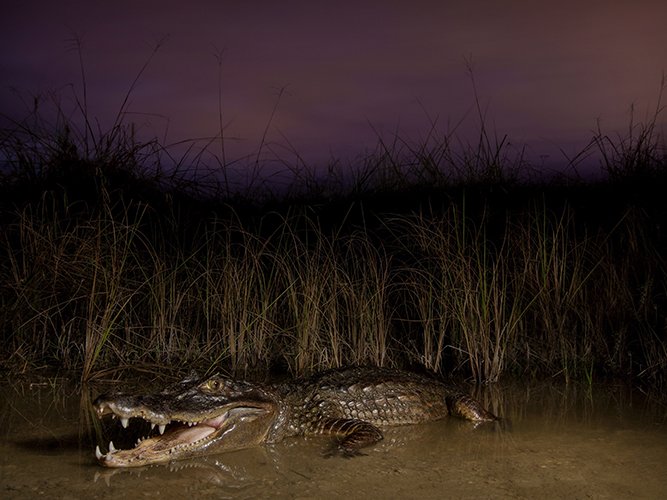 Meet the Croc Doc: Managing Invasive Crocodilians with Eric Suarez
