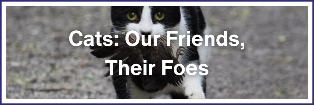 Cats: Our Friends, Their Foes