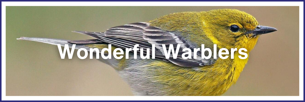 Wonderful Warblers