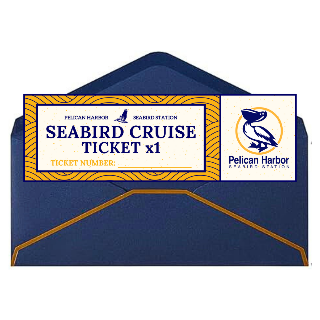 Cruist Ticket Merch Image.png