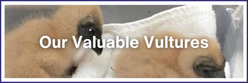 Our Valuable Vultures
