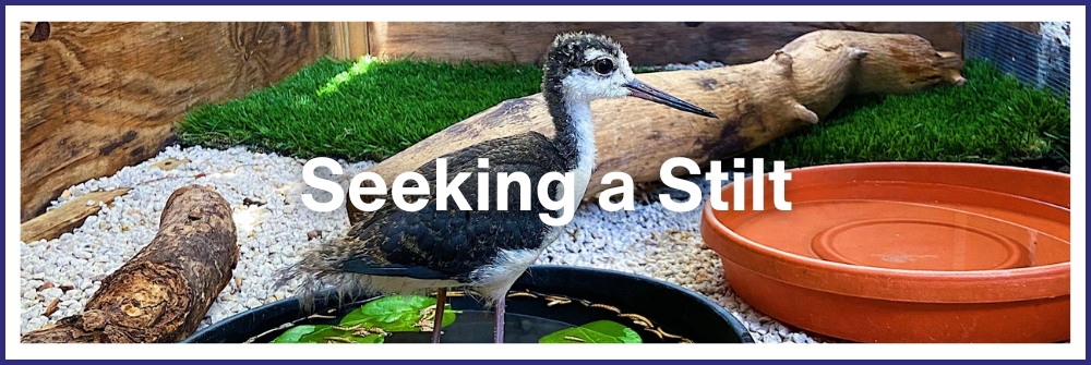 Seeking a Stilt
