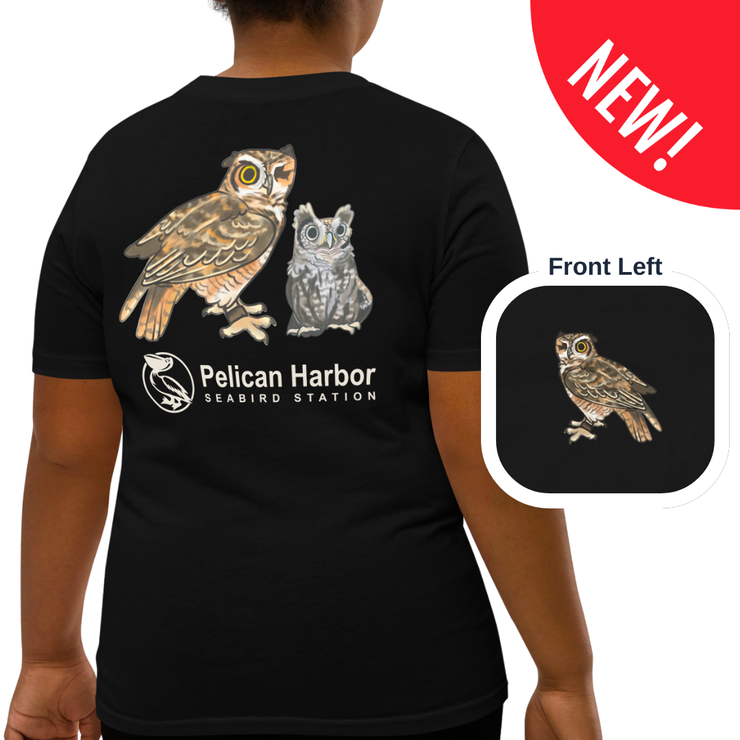 Youth Owl.png